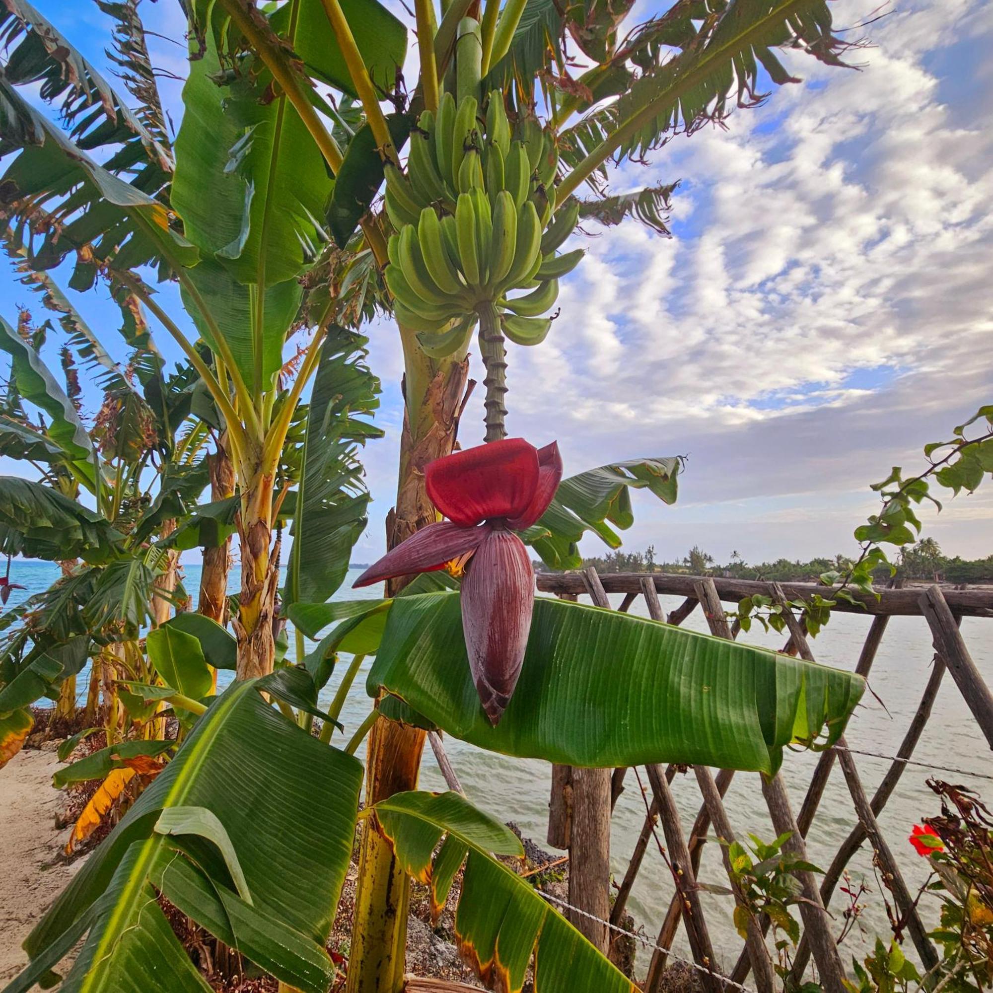 Maharaja Boutique Hotel Zanzibar Uroa Zewnętrze zdjęcie
